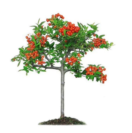 پیراکانتا (خارمصری)